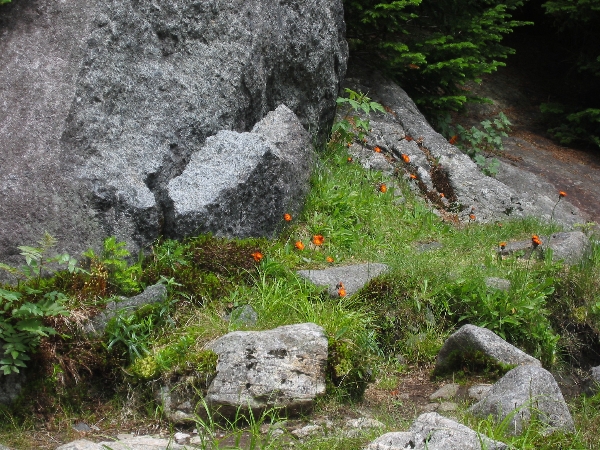 Adirondacks 2003